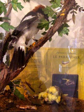 Conférence des oiseaux (Pascale Arnal de Villeneuv