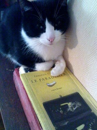 Pirate, chat bibliophile (Eric Poindron)